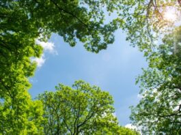 The Greatness of Outdoor Therapy: The Healing Power of Nature