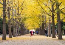 Nature Boosts Your Immune System