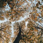 oli-gibbs-FJ9NAgNkrCM-unsplash-768×576