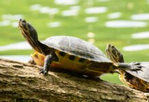 Ensuring Animal Welfare: A Pressing Priority