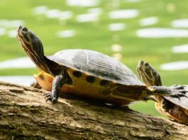 Ensuring Animal Welfare: A Pressing Priority