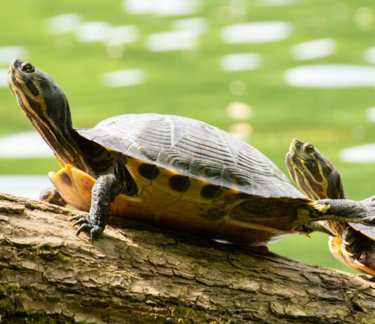 Ensuring Animal Welfare: A Pressing Priority